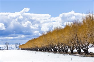 Autumn trees in snow in Bellevue, Idaho, USA