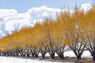 Autumn trees in snow in Bellevue, Idaho, USA