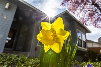 Daffodil by house