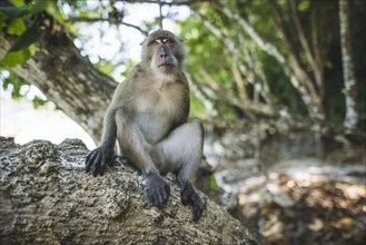 Macaque sitting on rock