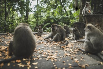 Macaques on pavement with leaves in Bali, Indonesia