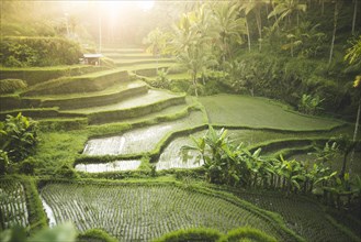 Terraced rice paddies in Bali, Indonesia