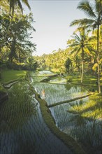 Woman on terraced rice paddies in Bali, Indonesia