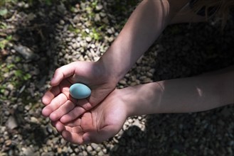 Girl's cupped hands holding blue egg