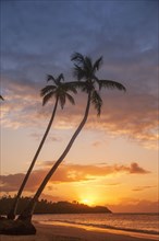 Silhouettes of palm trees on beach at sunset in Las Terrenas, Dominican Republic