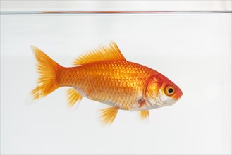Side view of goldfish