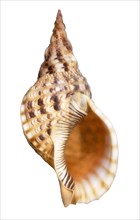 Charonia seashell on white background