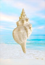 Digital composite of horse conch seashell against beach