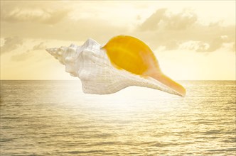 Digital composite of horse conch seashell against sunset seascape