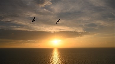 Silhouettes of birds flying against sunrise cloudscape over sea