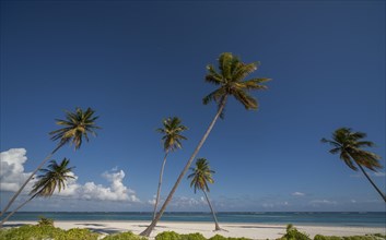Palm trees on beach in Las Terrenas, Dominican Republic