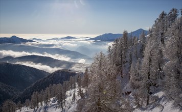 Bare trees and snow on mountain in Piedmont, Italy