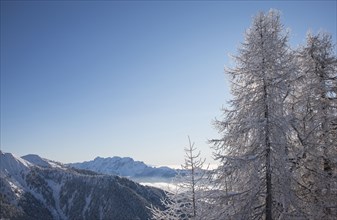 Bare trees by mountains in Piedmont, Italy
