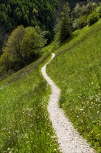 Panorama Trail through field in Dolomites, Italy