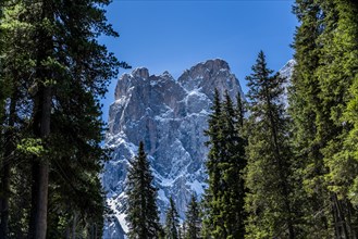 Trees in front of mountain peak in Dolomites, Italy