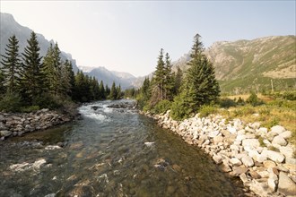 Stream and pine trees in Montana, USA