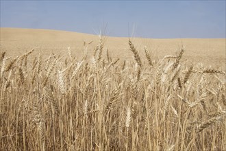 Wheat crop in Idaho, USA