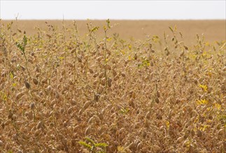 Crops in Idaho, USA