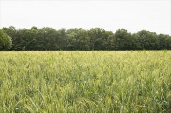 Crop field in Loire Valley, France