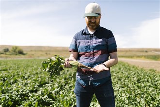 Man examining vegetable crop in field