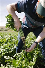 Man harvesting vegetable in crop field