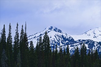 Snowcapped mountains behind forest in Grand Teton National Park