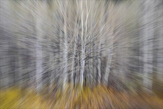 Blurred image of aspen trees during autumn