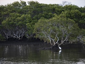 Egret standing in river by trees