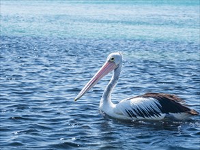 Pelican on sea