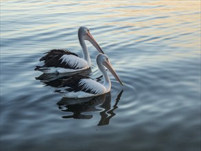 Pelicans on sea at sunset