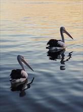 Pelicans on sea at sunset