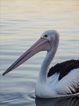 Pelican on sea at sunset