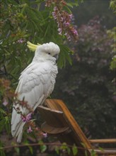 Cockatoo on wooden chair in garden in Katoomba