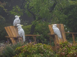 Cockatoos on wooden chairs in garden in Katoomba
