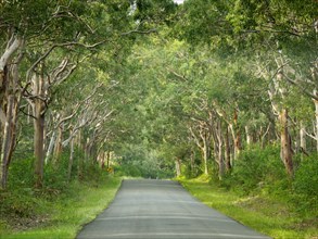 Treelined road in Myall Lakes National Park