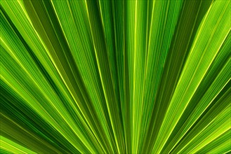 Close-up of green frond