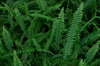 Green ferns