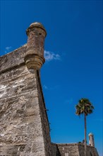 Palm tree by Castillo de San Marcos in St. Augustine