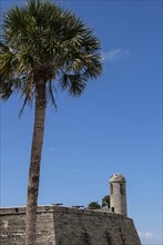 Palm tree by Castillo de San Marcos in St. Augustine