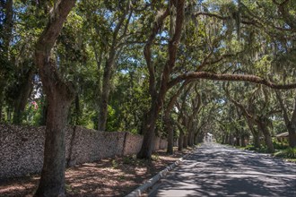 Treelined road in St. Augustine