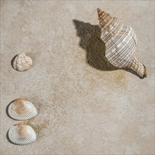 Seashells on beige surface