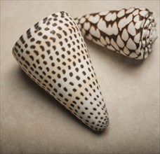 Patterned seashells