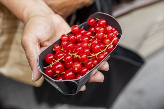Hand of woman holding container of cranberries