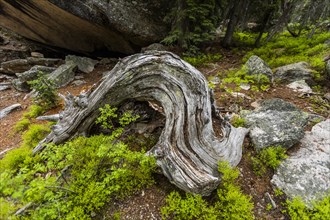 Twisted tree trunk by rocks