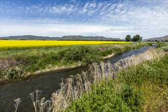 River by rapeseed field in Bellevue