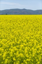 Yellow rapeseed field in Bellevue