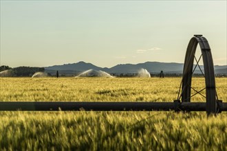 Irrigation in wheat field