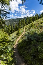Path on green hillside in Sun Valley
