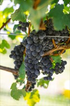 Bunches of grapes in vineyard