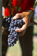 Man's hand holding grapes in vineyard
